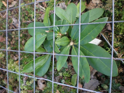 Rhododendron_smirnowii-Samlinge.jpg