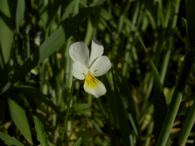 Ackerstiefmutterchen_120505.jpg