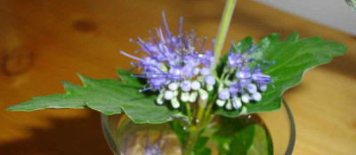 IMGP1194.jpg