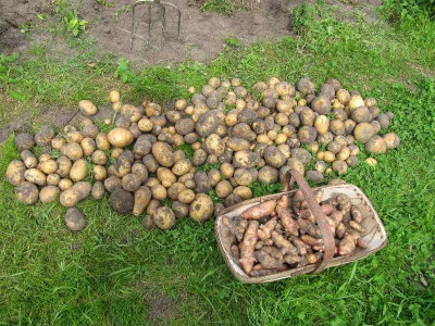 Die_letzten_Kartoffeln_110821.jpg