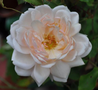 Mlle_Helene_Cambier_0011__9622.jpg