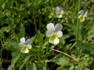 Ackerstiefmutterchengruppe_120505.jpg