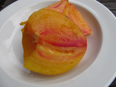 Orange_Russian_110821.jpg