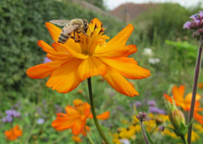 Cosmos_sulfureum_110821.jpg
