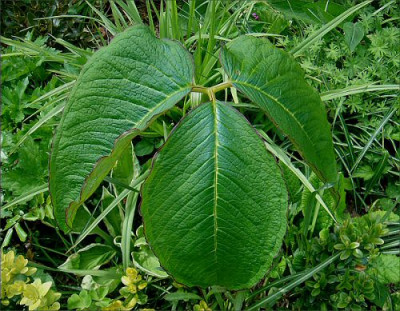 A.galeatum.jpg