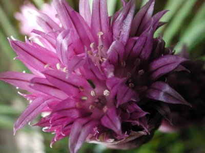 Allium_sibiricum.jpg