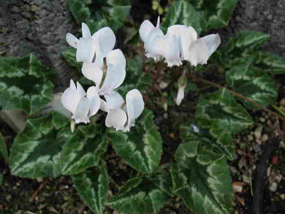 Cyclamen_hederifolium_15.8.11_008.jpg