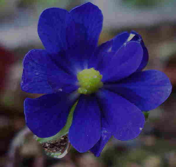 Hepatica_x_media_Millstream_Merlin__22.8.11_009.jpg