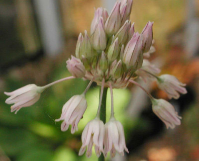 Allium_meteoricum.jpg