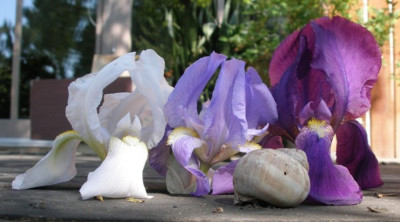 irisgrazien.jpg