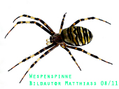 wespenspinne170.jpg