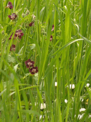 geranium_phaeum_in_wiese.jpg