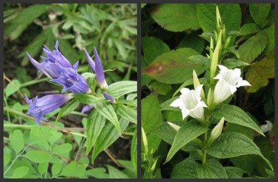 Gentiana_asclepiadea_Collage_Gartenpur.jpg
