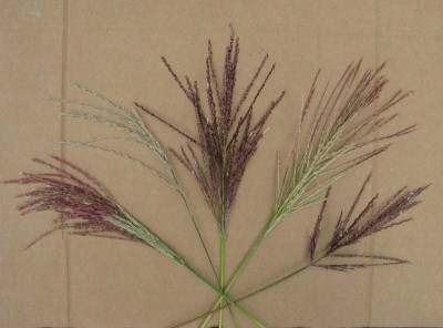 Miscanthus_1_Gartenpur.jpg