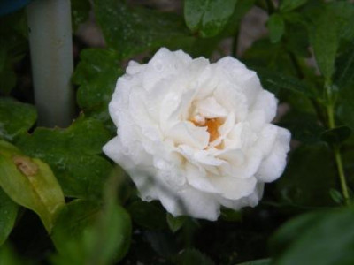 Kopie_von_DSCF4042.JPG