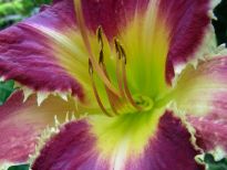 Venus_Fly_Trap_6_Avatar_DSCN8107.jpg