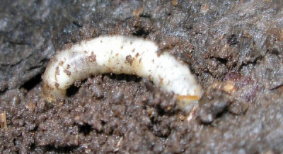 spanplattenmonster_3_p5131025.jpg