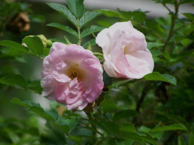 Aug_2011_Ritausma_Rose.jpg