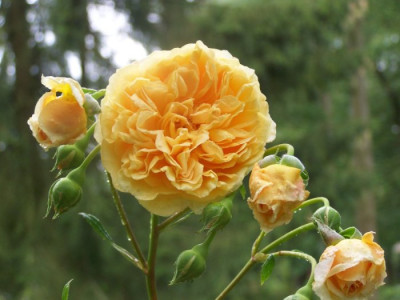 Aug_2011_CPM_Rose.jpg