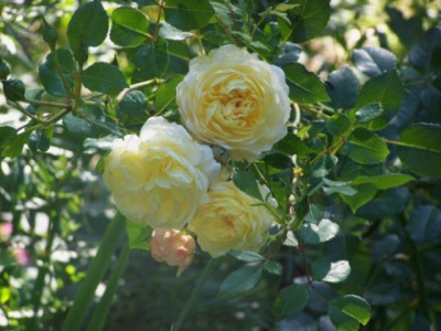 Aug_2011_Crocus_Rose.jpg