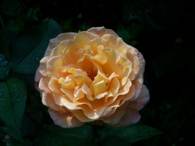 Aug_2011_Whisky_Rose.jpg