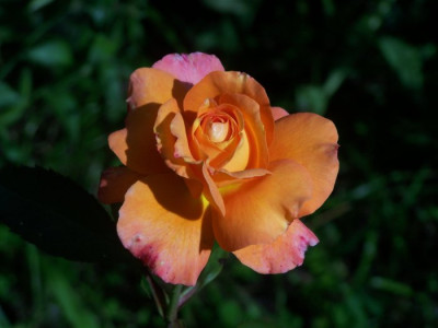 Aug_2011_Tea_Time_Rose.jpg