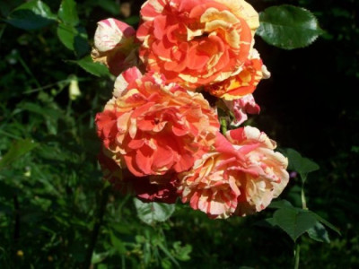 Aug_2011_Papagena_Rose.jpg