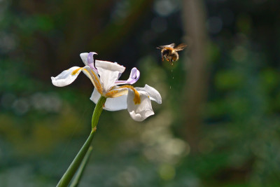 Dietes-grandiflora-Aug2311-small.jpg