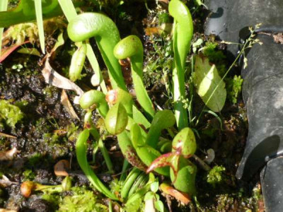 Darlingtonia_aktuell.jpg