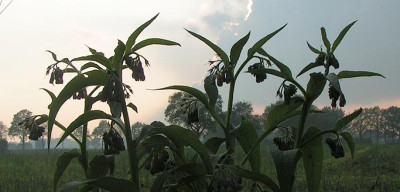 beinwell_abends.jpg