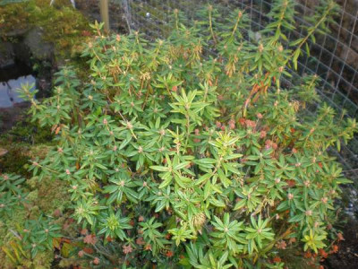 Rhododendron_tomentosum_Syn.Ledum_palustre_2.jpg