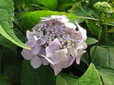 Hydrangea_serrata_Blue_Deckle_Gartenpur.jpg