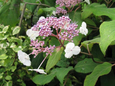 Hyadrangea_aspera_Kawakamii_Group_Gartenpur.jpg