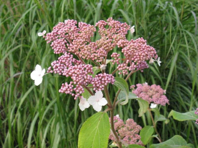 Hydrangea_aspera_Taiwan_Pink_Gartenpur.jpg