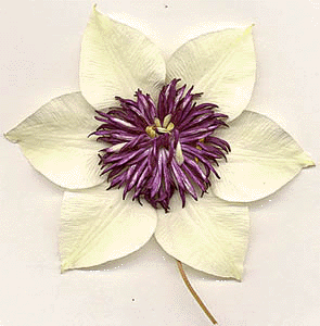 sieboldii.gif