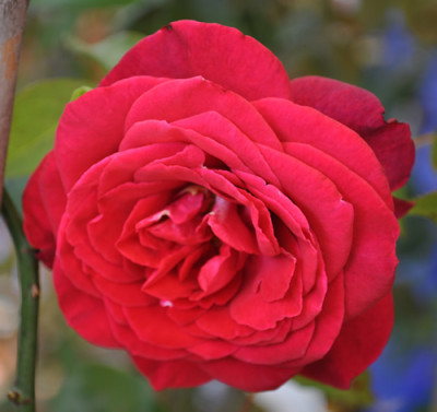 La_Belle_Alsacienne_0011__9834.jpg