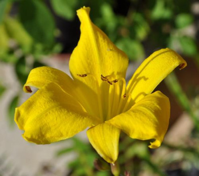 Hemerocallis_Corky1_0011__9808.jpg