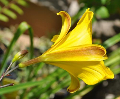 Hemerocallis_Corky_0011__9807.jpg