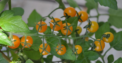 Johannisbeertomate_0011__9850.jpg