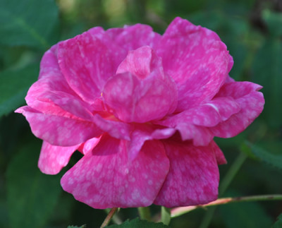Royal_Marbree_0011__9895.jpg