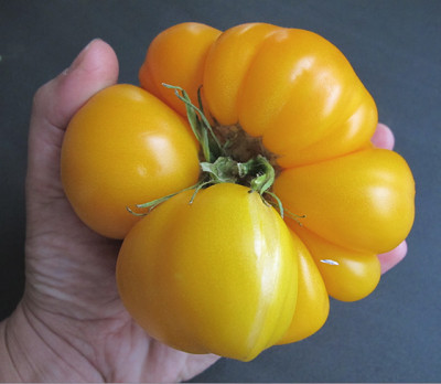 tomate_dickes_teil.jpg