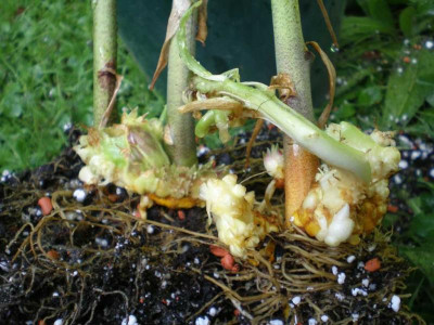 GP_Lilium_henryi_Zwiebelwucherung_2011e.jpg