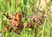 spinne170.jpg