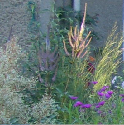 Veronicastrum_Quirle.jpg