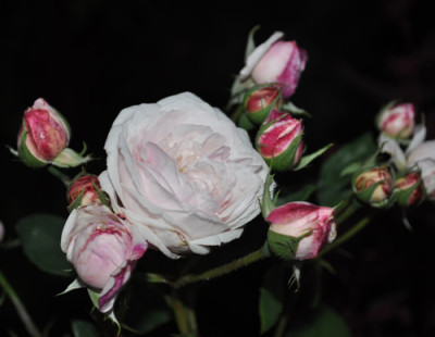 Comtesse_de_Rocquigny_0011__9801.jpg