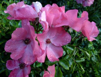 DSC00575a.jpg