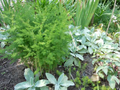 a._tenuifolius.JPG