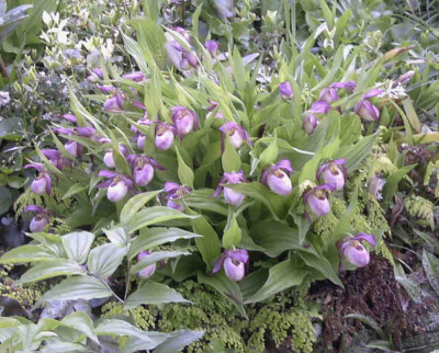Cypripedium_GiselaRimg0333.JPG