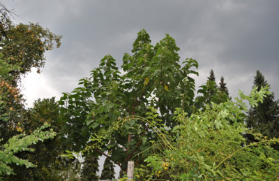 Freie_Rosentriebe_0011__9922.jpg