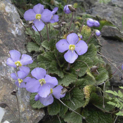 Ramonda_nathaliaeRimg0307.JPG